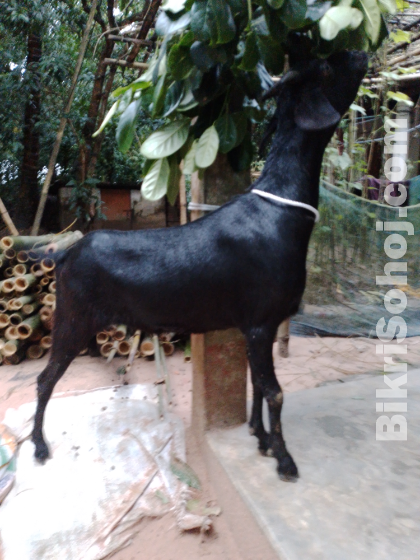 দুই দাত দেশি খাশি